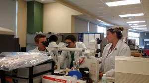 Residents in the hematology lab, looking at a peripheral smear.